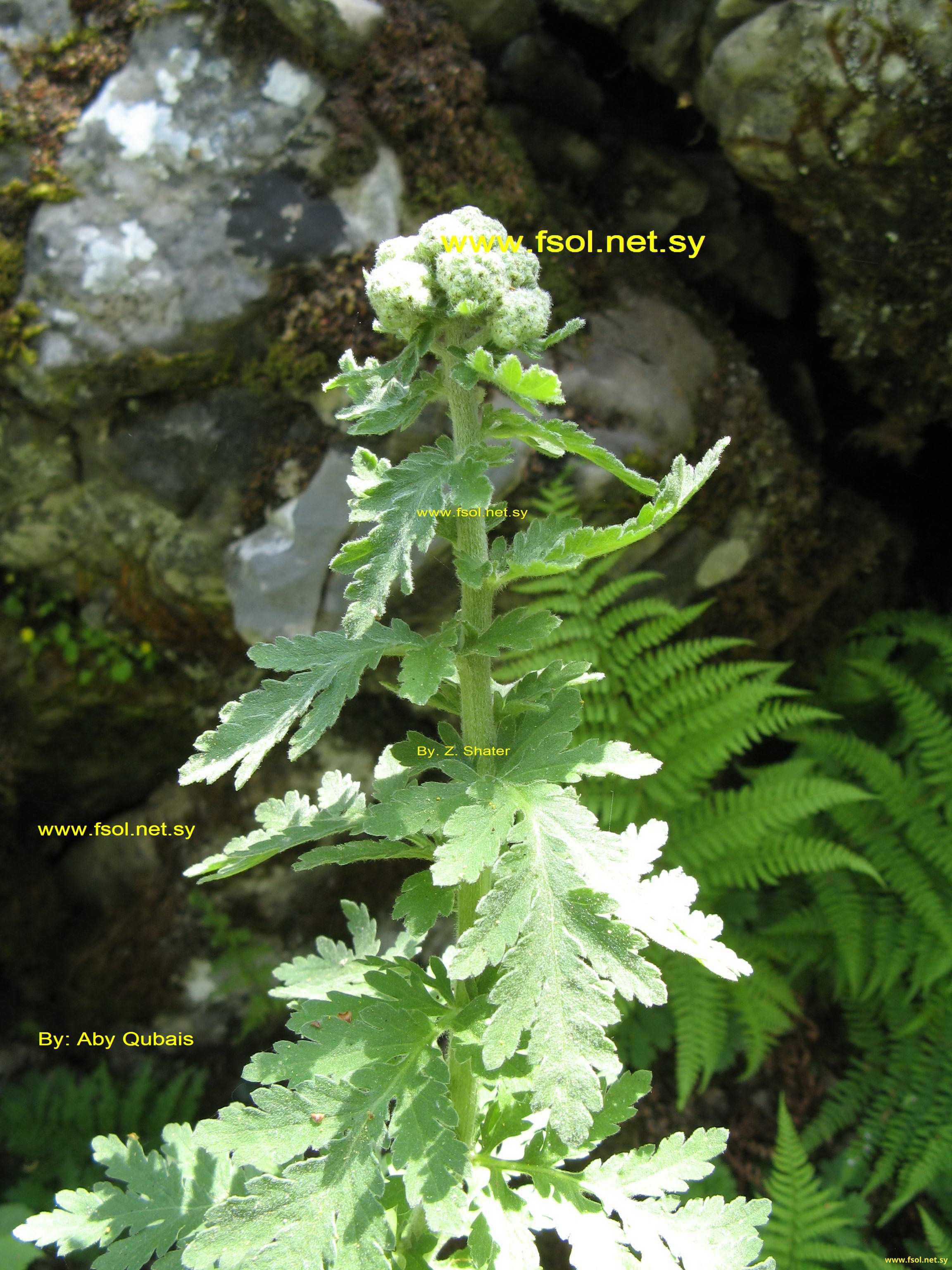 Tanacetum cilicium (Boiss.) Grierson.